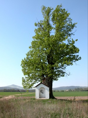 Staré Sedliště - památný strom (lípa velkolistá - obvod 450&nbsp;cm, výška 17&nbsp;m, stáří cca 250&nbsp;let)